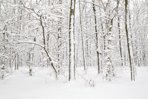 Árboles en la nieve
 - Foto, imagen