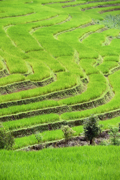 Green Terraced Rice Field in Chiangmai - 写真・画像