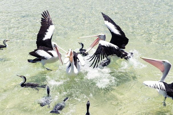 Pelikane schwimmen im Wasser - Foto, Bild