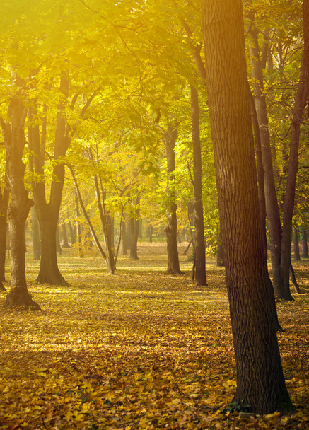 Őszi táj - gyönyörű őszi természet részletek - Fotó, kép