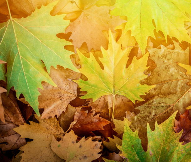 Autumn scene - Beautiful autumnal nature details - Foto, Imagem