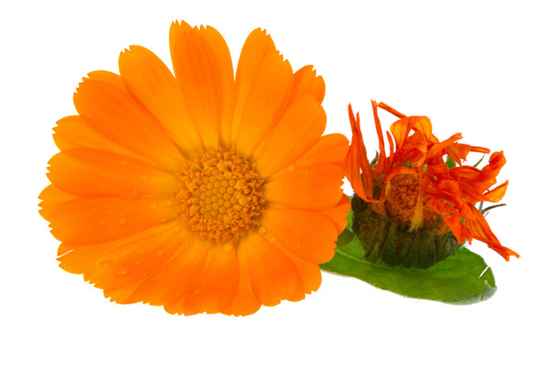 Fleur de calendula
 - Photo, image