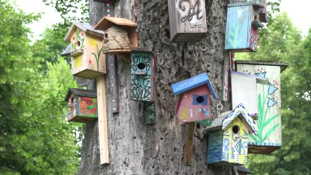 kleurrijke geschilderde houten nesten vak voor vogel op boomstam. 4k - Video