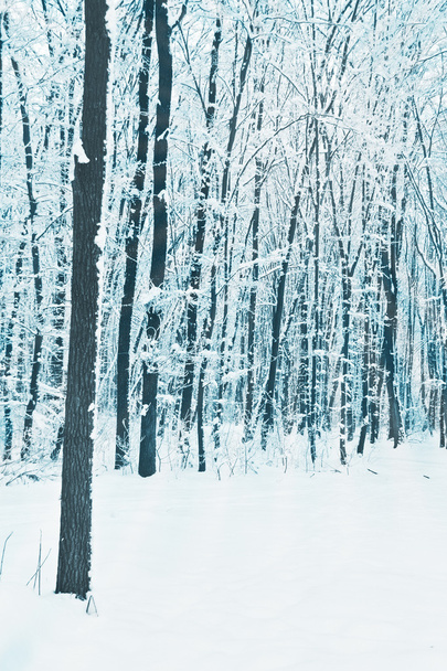 Trees in forest covered with snow - Photo, Image