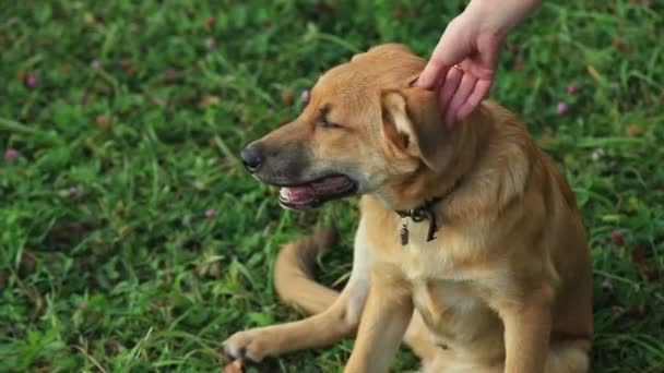 Női kéz simogatta a kutya fejét - Felvétel, videó