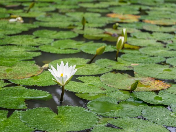Beyaz Lotus Nilüfer - Fotoğraf, Görsel