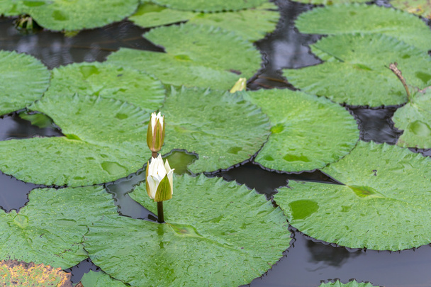 Beyaz Lotus Nilüfer - Fotoğraf, Görsel