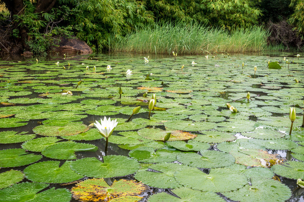 Νούφαρο Λευκό Lotus - Φωτογραφία, εικόνα