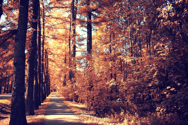 autumn park landscape with trees - Фото, зображення