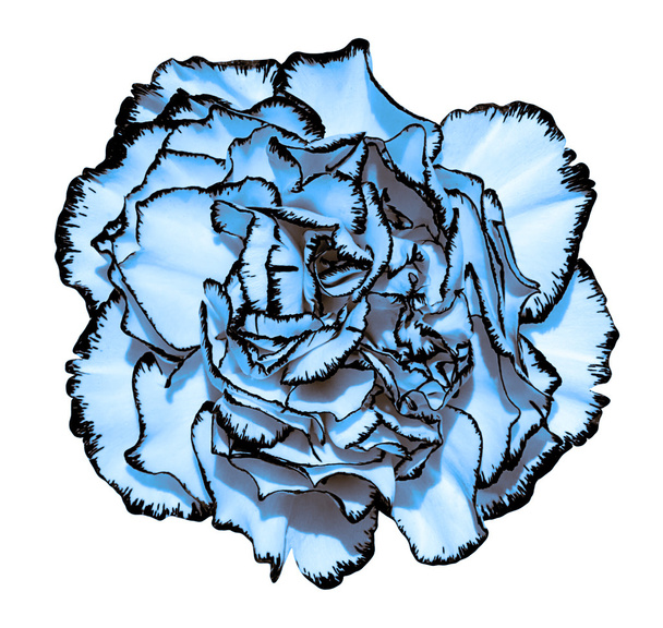 Garofano fiore con petali blu e nero bordo macro fotografia isolato su pittura bianca stilizzata
 - Foto, immagini