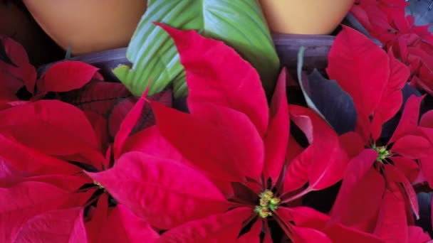 Poinsettia flowers at market - Footage, Video