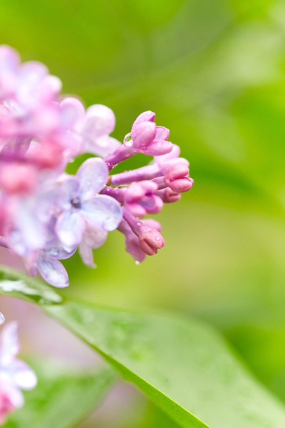 Flores de lilás com gotas de água
 - Foto, Imagem