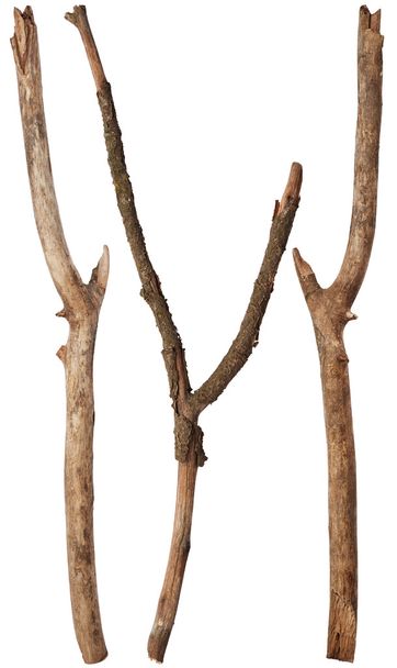 faágak elszigetelt fehér háttér - Fotó, kép