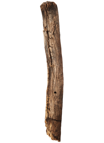 Antigua rama de madera seca
 - Foto, Imagen