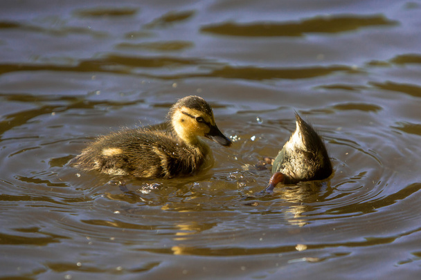 Baby ducklings swimming in pond - Foto, Imagen