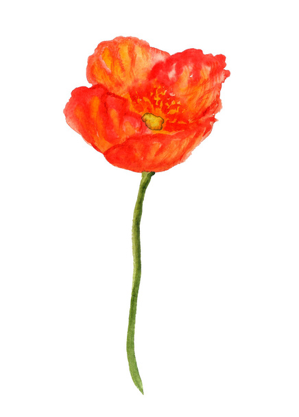 Orange poppy flower - Foto, Imagem