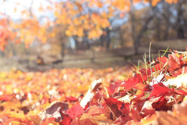 sfondo texture di foglie gialle
 - Foto, immagini