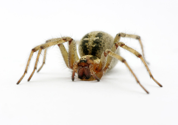 Spinnen - Foto, afbeelding