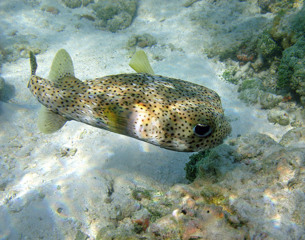 Kugelfisch - Foto, Bild