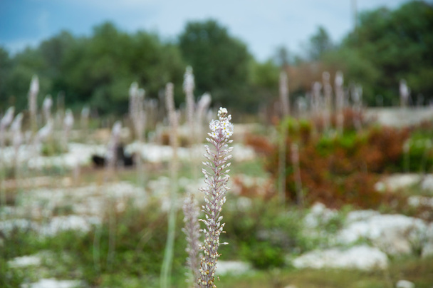 Flora and flower in Puglia Italy - Photo, Image