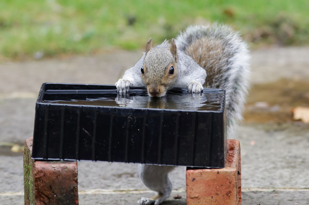 Uno scoiattolo grigio che beve
 - Foto, immagini
