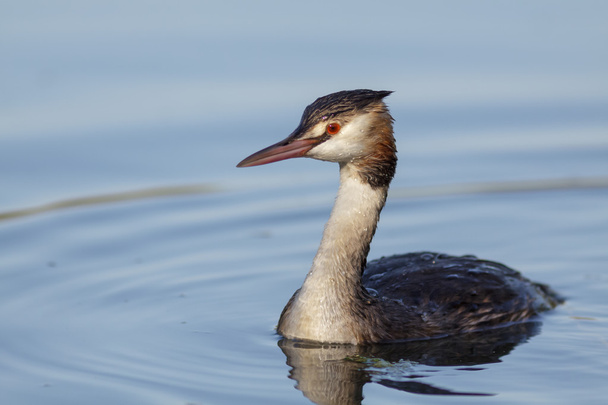 Great Crested Grebe - Photo, Image