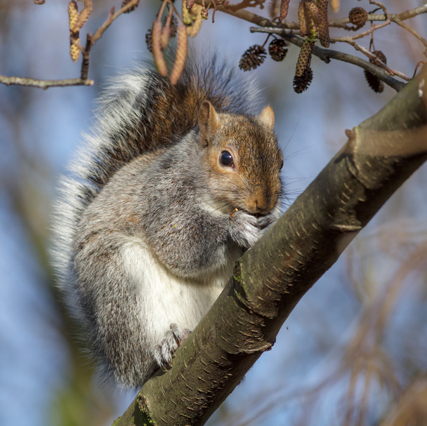 Uno scoiattolo grigio
 - Foto, immagini