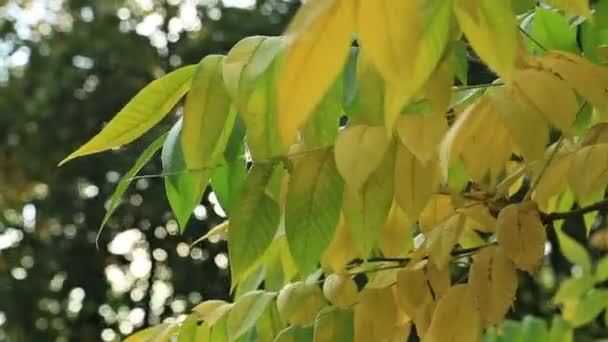 Belles feuilles d'autum, vert et jaune avec soleil
 - Séquence, vidéo