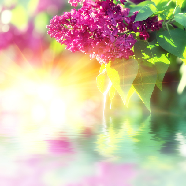 Blooming lilacs - Photo, Image