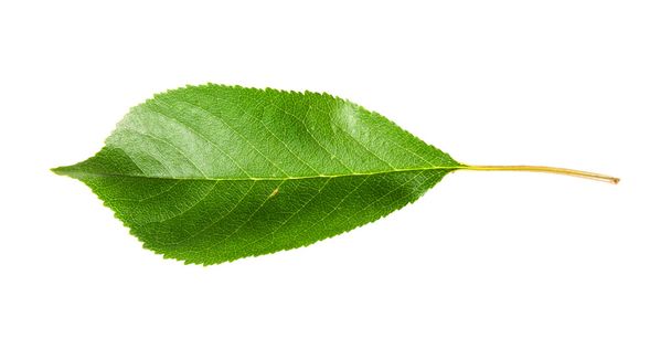Single green leaf of cherry horizontally - Фото, зображення
