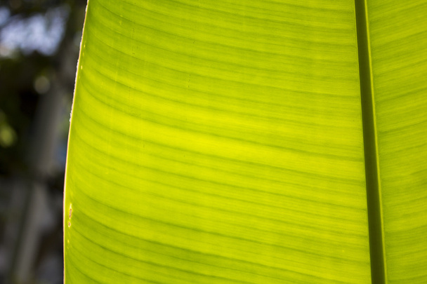 banana leaf and sun light, green, nature - Photo, Image