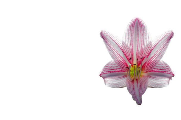amaryllis flower on white background,spacing,caption - Photo, Image