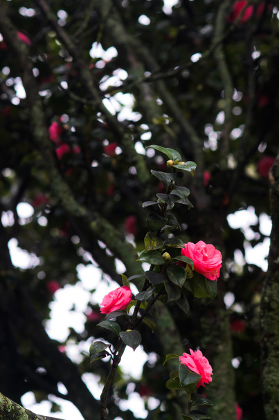 Güzellik Kamelya çiçekler - Fotoğraf, Görsel