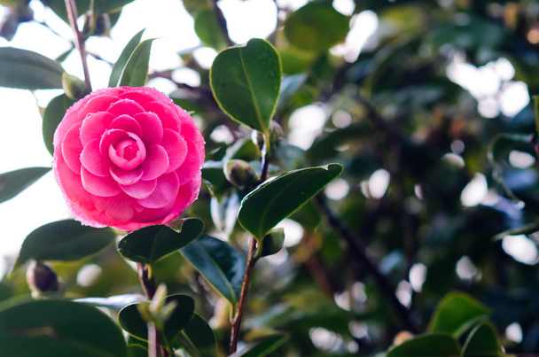 Beauty fuchsia Camellia flowers - Photo, Image