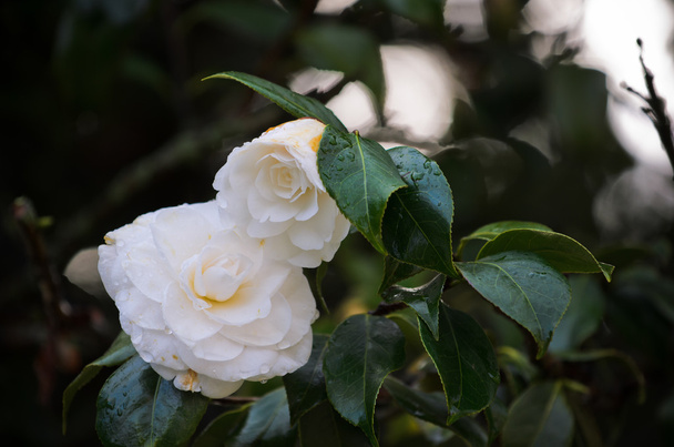Ομορφιά λευκά λουλούδια καμελιών - Φωτογραφία, εικόνα