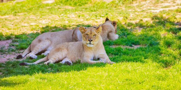 Pihen az árnyék lionesses - Fotó, kép