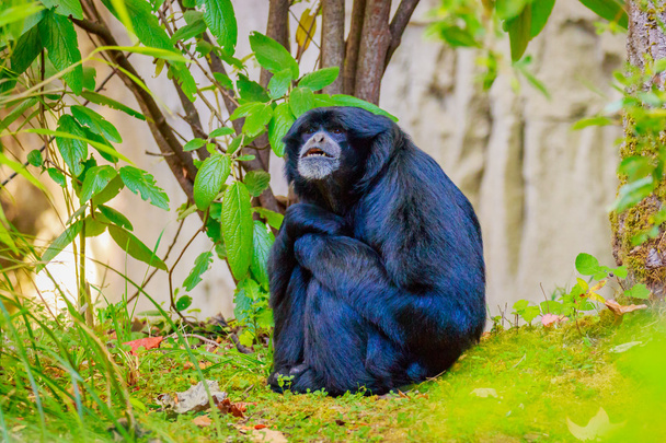 Siamang Gibbon istuu maassa
 - Valokuva, kuva