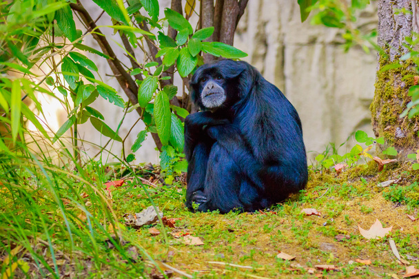 Sziamang Gibbon ül a földön - Fotó, kép