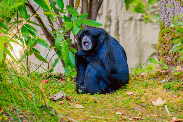 Siamang Gibbon sitting on the ground - Photo, Image