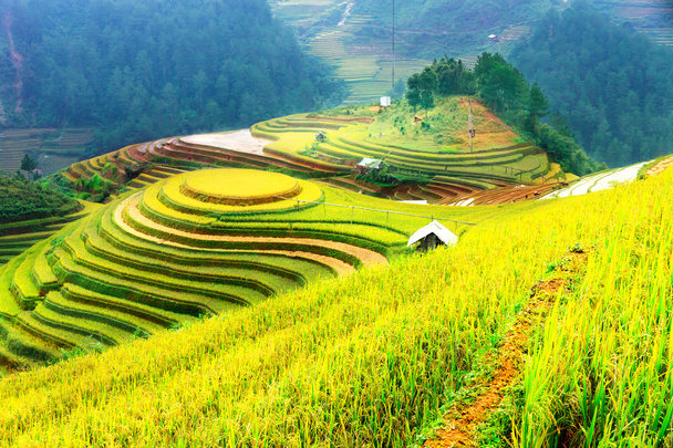 Πεδία ρυζιού στο έδαφος του Mu Cang Chai, YenBai, Βιετνάμ. ορυζώνες προετοιμάσει τη συγκομιδή στο Βορειοδυτικό Βιετνάμ τοπία.Βιετνάμ τοπία. - Φωτογραφία, εικόνα