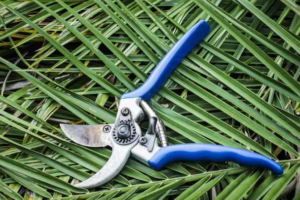 Secateurs giardino blu su foglie di taglio
 - Foto, immagini