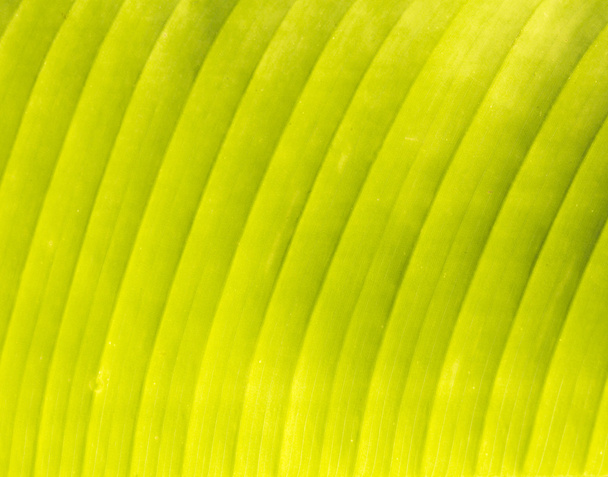 Banana's blad textuur, natuur achtergrond - Foto, afbeelding
