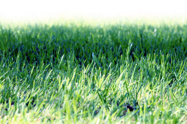 scene green meadow - Fotografie, Obrázek
