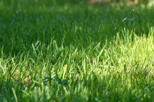 scene green grass - Photo, Image