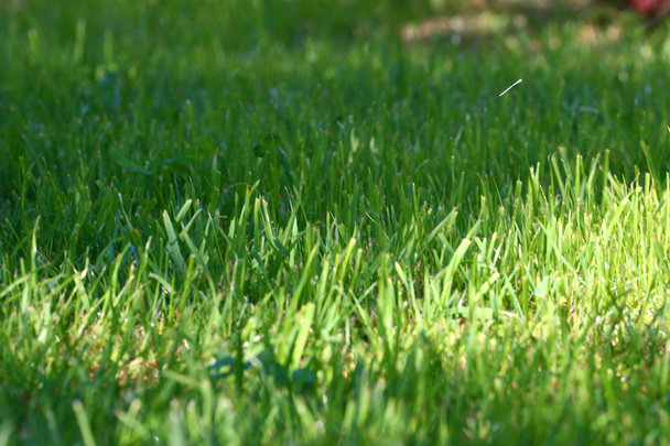 scene green grass - Фото, изображение