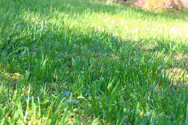 scene green grass - Zdjęcie, obraz