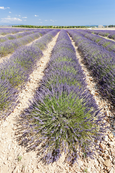 Lavender field, Plateau de Valensole, Provence, France - Foto, Imagen