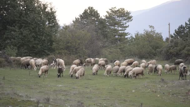 Video  of a sheeps on pasture - Footage, Video
