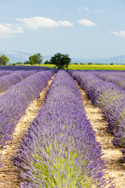 Lavendelfeld, Plateau de Valensole, Provence, Frankreich - Foto, Bild