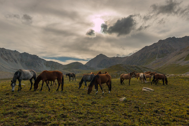 Stado koni w górach - Zdjęcie, obraz